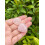 Rose Quartz tumbled stone 0.7–0.85 inch 4