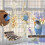 Entertaining Bird Play Set Featuring Suspended Rest Place And 7