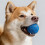Motion Activated Jumping Pet Toy With Exciting Run-Blue 5