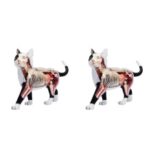 2X Modello di Anatomia 'Organo Animale 4D Cat Intelligenza Assemblaggio Giocattolo Modello di Anatomia Didattica Elettrodomestici Scientifici