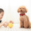 Collierpet Velours Clochette Pour Chat 3
