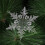 Clear Acrylic Snowflake Ornament Set 3PCS 5