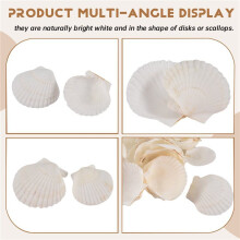 40PCS Natural Scallop Shells 1.4-2.4inch White Small Sea Shells for Crafts Crafting Shell Bulk Real Seashells