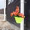 Väggmonterad hängande blomkruka för stuprör 3
