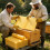 High Quality substance Cell Sheets For Expert Beekeepers 30pcs 5