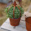 Elegant Crown Shape Flower Pot Container With Detachable Design 4