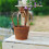 Elegant Crown Shape Flower Pot Container With Detachable Design 7