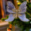 Weihnachtsbaumschmuck Schmetterling Blau Glitzer Hohl 1 4