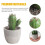 Artificial Cactus Bonsai Plant Set – 2 Pack 5