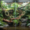 Interactive Circular Snake Climbing Rope Pet Climbing Rings Toy 5