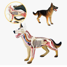 2X Tierorgan Anatomie Modell 4D Hundeintelligenz Zusammenbau Spielzeug Unterrichts Anatomie Modell DIY Populärwissenschaftliche Geräte