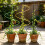 Indoor Stackable Plant Trellis Climbing Plant Small Plant-Black 5