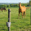 Sangles de seau à cheval en Nylon robuste,-5 couleurs mélangées 3