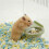 Double Bowl Feeders Clear Suspended Double Dish For-Green 6