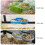 Double Bowl Feeders Clear Suspended Double Dish For-Green 7