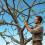 Clips de croissance d'arbre fruitier, 24 pièces, métal-7 3