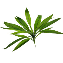 Premium Silk Printed Cloth Brazilwood Dracaena-verdant