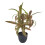 Bright Artificial Juncus Bamboos- Spiral. Red edged banana 1