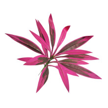 Premium Silk Printed Cloth Brazilwood Dracaena-Purple. red