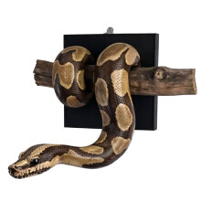 Gold Snake Wall Sculpture Shatterproof Resin Snake-Brown