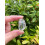Clear Quartz Tumbled Stones 0.75-1.25 inches 3