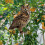 Eulen-Vogelscheuche mit Glöckchen, 30,5 cm 4