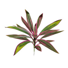 Bright Silk Printed Cloth Brazilwood Dracaena-pink green