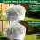 Garden Plant Protective Netting Breathable-White twopieces 7