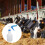 Speendip-applicator van veterinaire-Korte spuitmond 600ML 6