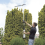 ECKMAN Elite 9ft Extendable Hedge Trimmer Tool 2