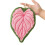 Cute Hand Towel for Bathroom and Kitchen Creative Caladium-Pink 6