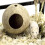 Airflows Coconuts Hamster House Warm Hideaways For Small Animal 6