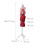 Female Dressmaking Mannequin 36/38, Adjustable Stand 4