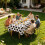 6 Count Athletic Party Table Protectors In Standard Dark-White 6