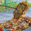 Sturdy Carbon Steel Garden Rakes Featuring Comfortable Grip 3