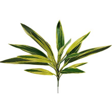 Premium zijde bedrukte doek Brazilwood Dracaena-Geel groen