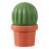 Elegante Cactus Designs Kruidenfles met deksel Grappig 1