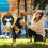 Dog Knee And Hip Support Garment For Joint Weakness And Post-M 5