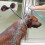 Double Heavy-duty Suction Cup Anchor Double Strong Suction Cups- 2