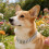 Luxurious Cuban Link Dog Collar Sparkling Artificial-Silver 25 5