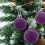 Décorations de Noël en velours marron, lot de 12, 6 cm 7