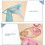 Fine Mist Spray Bottle compatible with Hairdressing, Makeup, and Salon Use Portable Clear Plastic Atomizer Container 3