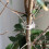 Vegetable Plant Clips 50pcs Trellis Support for Tomatoes 3