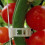 Vegetable Plant Clips 50pcs Trellis Support for Tomatoes 5