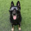 Robuster Augenschutz für große Hunde, wasserdicht 3