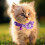 1 Pièce Collier Violet Pour Chat Pet Avec Clochette 5