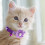 1 Pièce Collier Violet Pour Chat Pet Avec Clochette 6