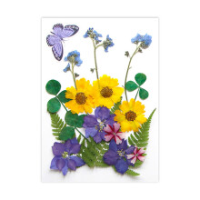 Dried Pressed Flower for Resin Molds Scrapbooking Jewelry-C