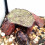 Stable Nonslip Turtles Sunning Platform with Climbing-GT003 5