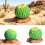 Artificial Greenery Plant Fake Cacti for Sand Table Landscape 5